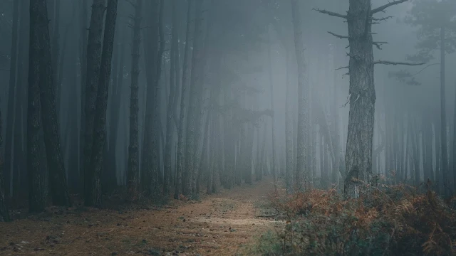 Floresta, Nevoeiro, Árvores, Caminho, Escuridão