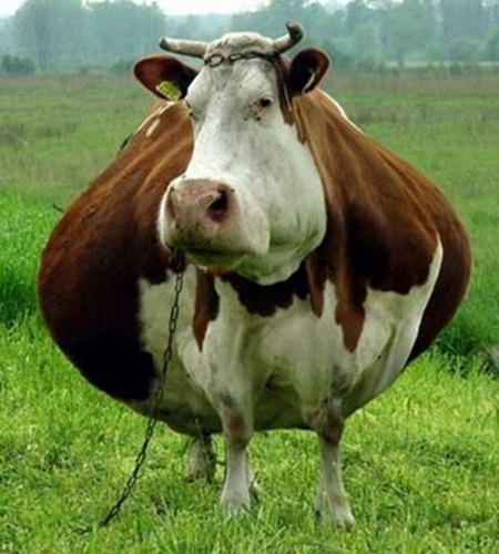 Amazingly Fat Animals