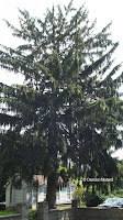 Norway spruce - Boothe Memorial Park and Museum, Stratford, CT