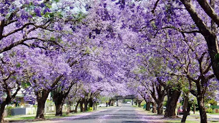 A row of purple Jacaranda trees with purple blooms and black trunks.