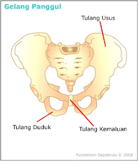   Bagian-bagian dan Fungsi Rangka Manusia