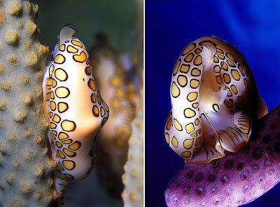 Flamingo Tongue Snail