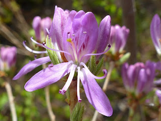 Rhododendron du Canada - Rhododendron canadense - Rhodora canadensis - Rhodora du Canada