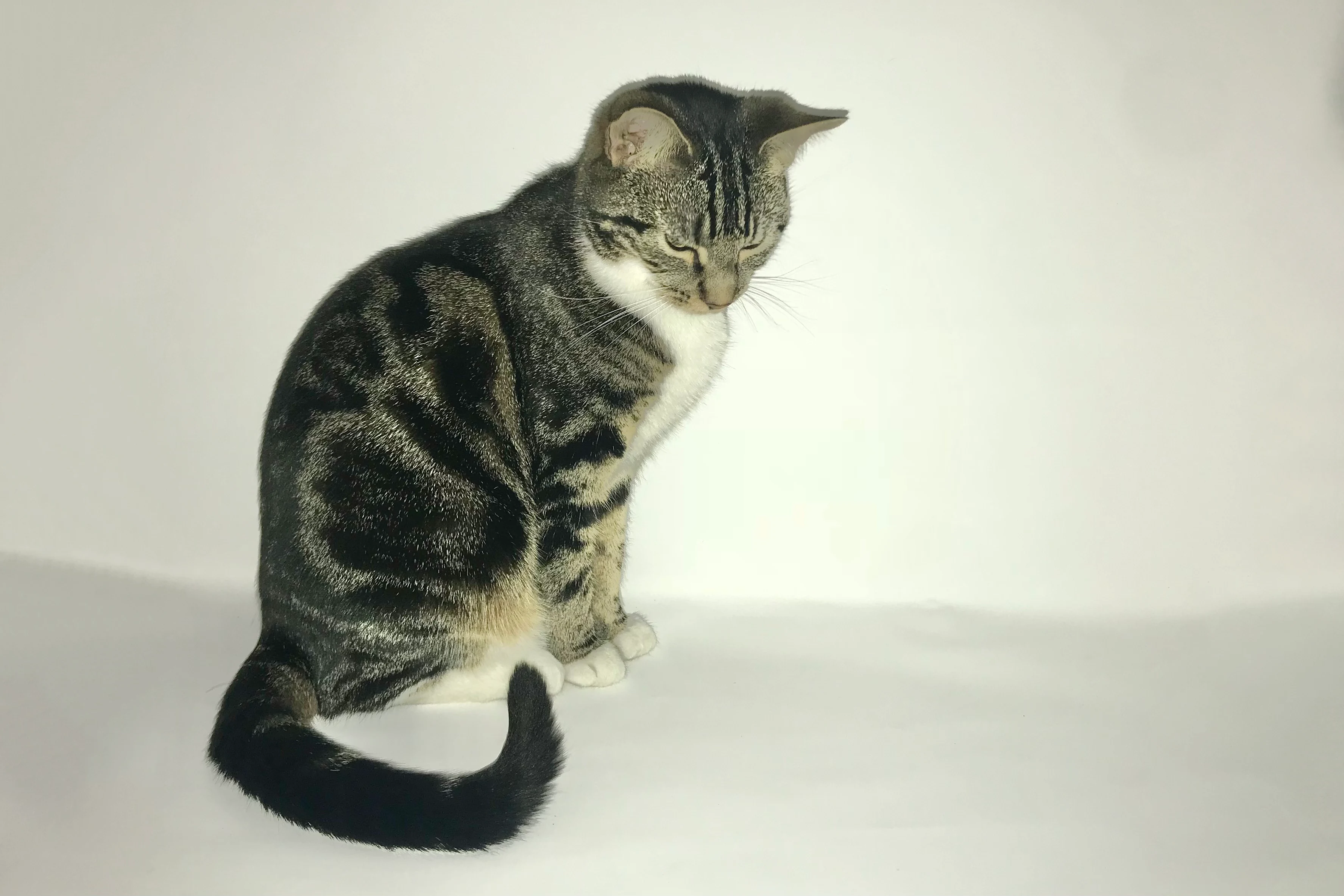 A tabby cat looking down on a white background