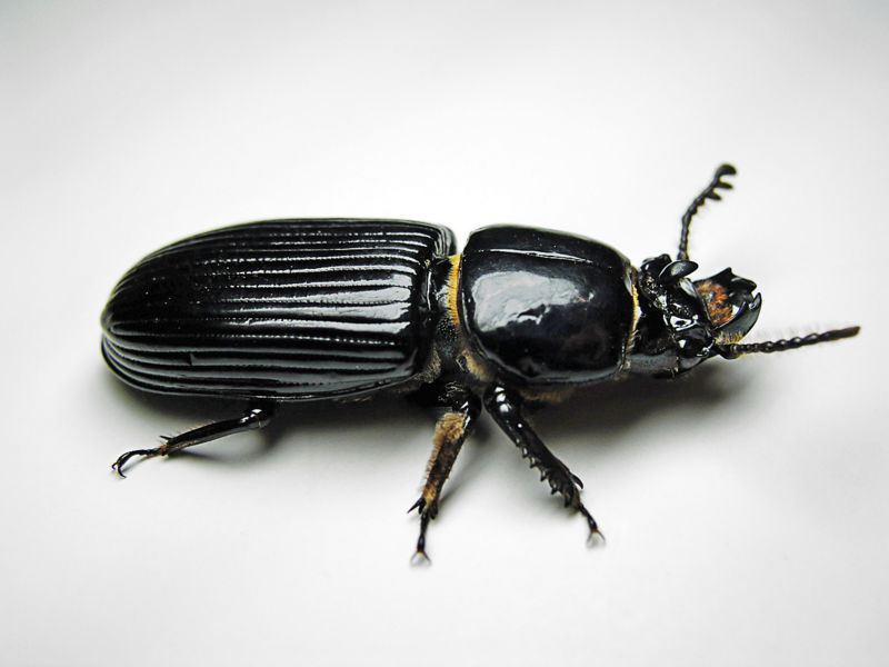 single horn beetle