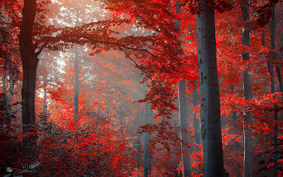 Amazing Red Forest HD Wallpapers