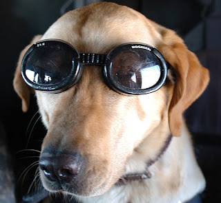 Hero Dog Eddie, Photo by Spc. Daniel Bearl