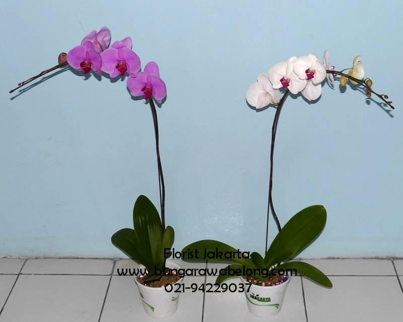 Toko Bunga Rawa Belong - Florist Jakarta  Indonesia 