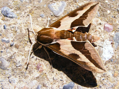 http://www.biodiversidadvirtual.org/insectarium/Hyles-euphorbiae-img403858.html