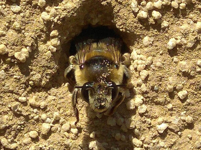 Anthophora aestivalis, porobnica czerwcowa