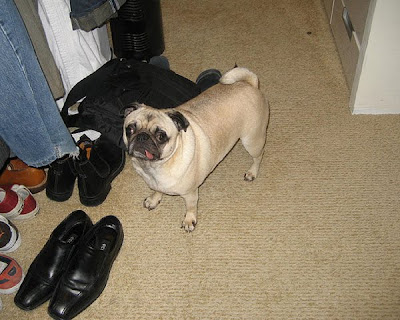 Tom Ford's 22 Essentials, Presented By Pugs Seen On www.coolpicturegallery.us