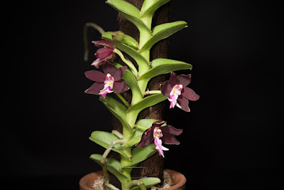 Trichoglottis atropurpurea care and culture