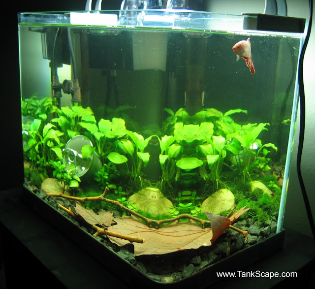 Spiffy Pet Products Betta Fish Tank  Setup  Ideas  That Make 