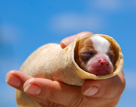 puppy napping in a burrito!