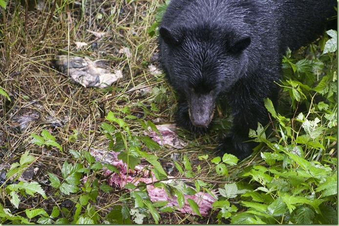 Bear eating salmon_1