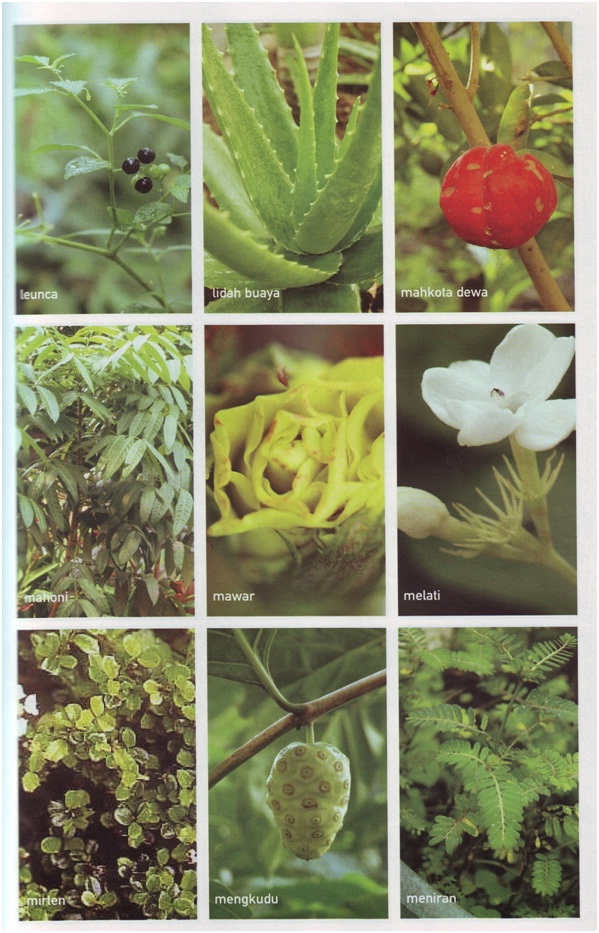  gambar  gambar  tumbuhan herbal Resep Sehat