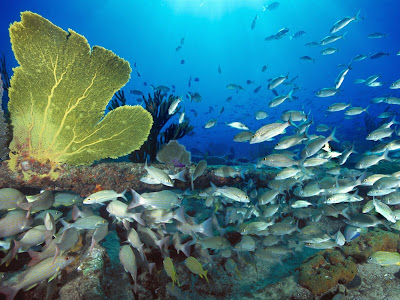 Underwater Fish Wallpaper HD