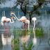 More noteworthy flamingoes in Ketolide National Stop, Rajasthan, India