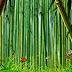 Bamboo Forest HD desktop wallpaper 