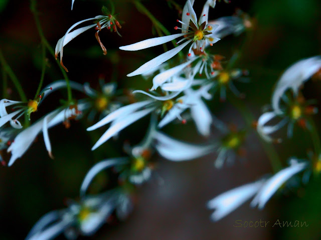 Saxifraga cortusaefolia