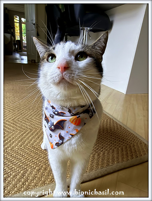 The BBHQ Midweek News Round-Up ©BionicBasil® Melvyn Modelling The Batty bats and Pumpkins Bandana