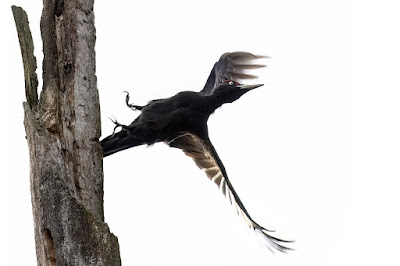 Ein Schwarzspecht fliegt weiter zum nächsten Baum.
