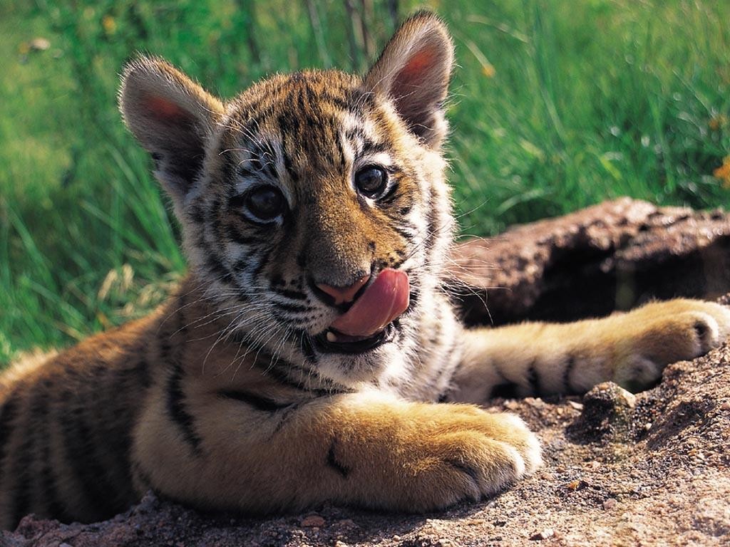 Baby Tiger