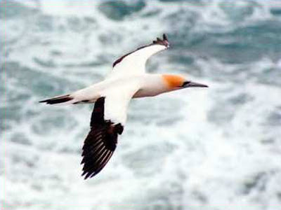Gannet 10 Binatang yang Paling Tangguh di Bumi
