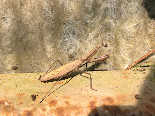 【20201107】ハウスの片付けとカマキリ