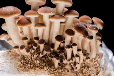 Poplar mushroom supplier