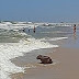 'Banhista' inusitado é flagrado na praia de Grussaí em SJB