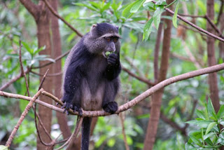 MONKEY ON BRANCH