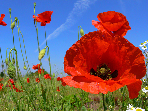 poppy flower