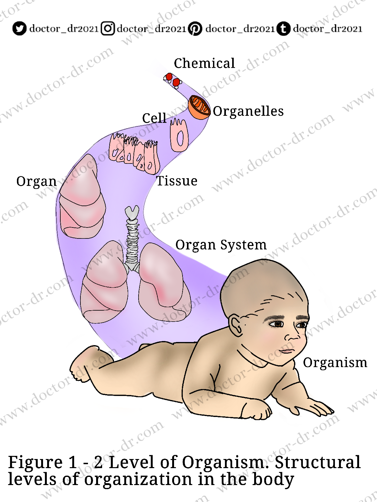 Levels of Organization - Anatomy and Physiology by Doctor-dr