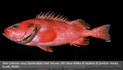 Ikan Berusia 200 Tahun Tertangkap Nelayan Di Pantai Alaska  