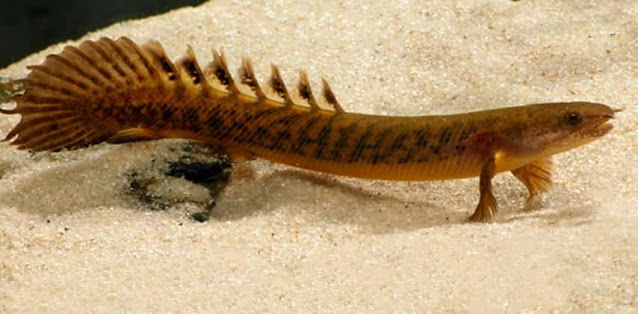 Palmas Teugelsi (Polypterus teugelsi)