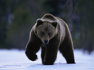 Brown Bear Wallpaper