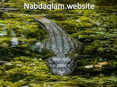 nabdaqlam.website