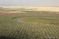 Plantation of Date Palms in the Jordan Valley, Israel