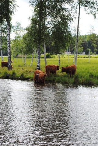 båtliv juli2010 073