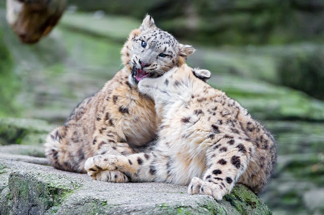 Biting the brother in the neck! by Tambako the Jaguar from flickr (CC-ND)