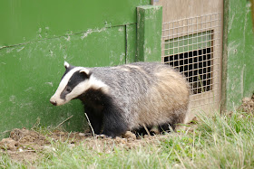 Badger