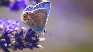 Wallpapers de Mariposas