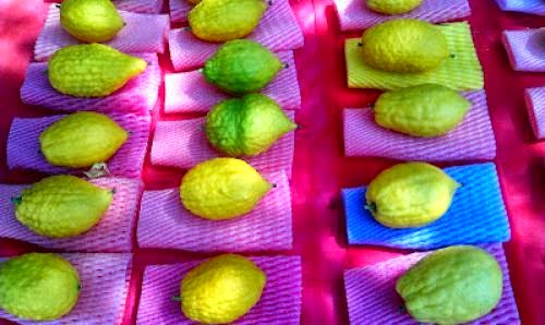Sukkot In Jerusalem Finding The Perfect Etrog