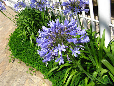 Agapanthus care and culture