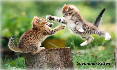 Overview of Savannah Kittens 