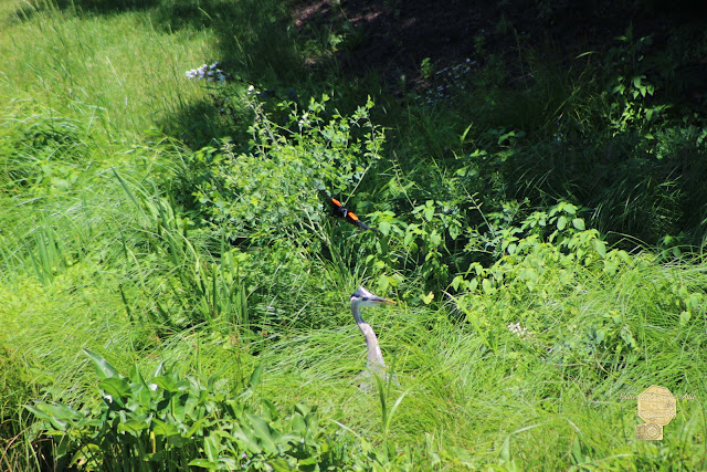 Annoyed - Heron And Red Winged Blackbird 6 Of 10