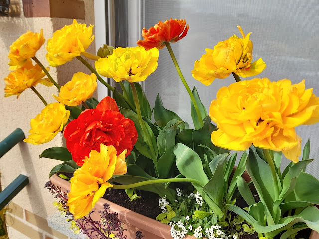 Tulipanes (Tulipa doble "Sun Lover").