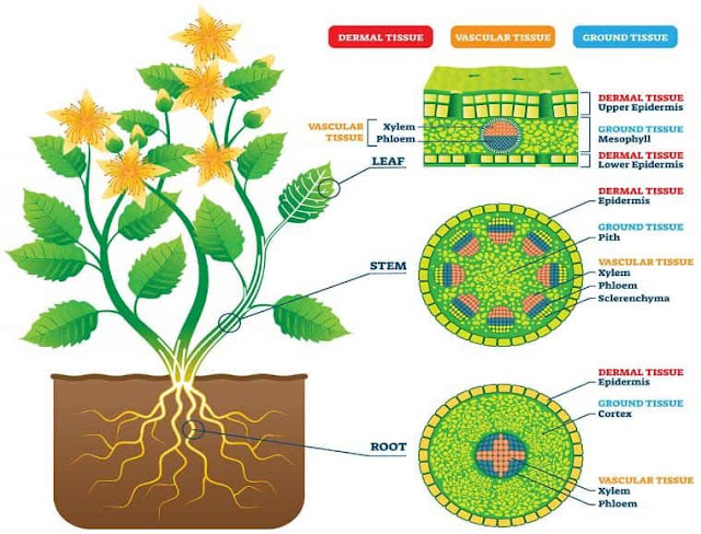 fungsi jaringan penyokong pada tumbuhan dan bagaimana peran mereka sangat penting dalam menjaga stabilitas dan vitalitas tumbuhan.