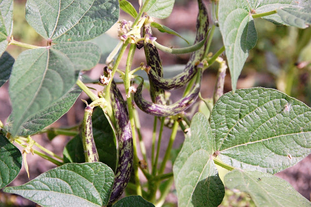 purple spotted green beans on the bush